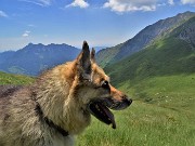 MONTI VINDIOLO e VETRO ad anello da Zorzone-Pian Bracca in VAL VEDRA il 12 giugno 2022 - FOTOGALLERY